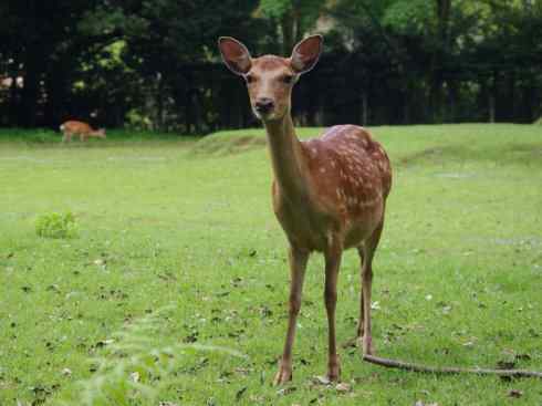 麒麟：传说的兽原型探秘（梅花鹿）
