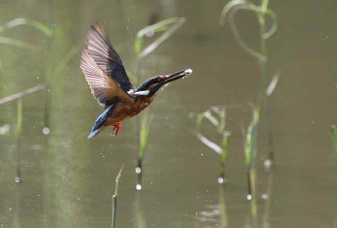 220.可爱小翠--飞姿图