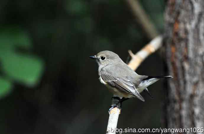 红喉姬鹟(22) 红喉姬鹟(22)