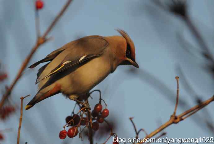 太平鸟（抓拍）3
