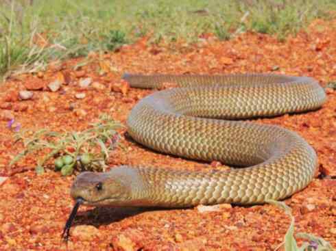 龙：传说的兽原型探秘（澳洲眼睛蛇类）