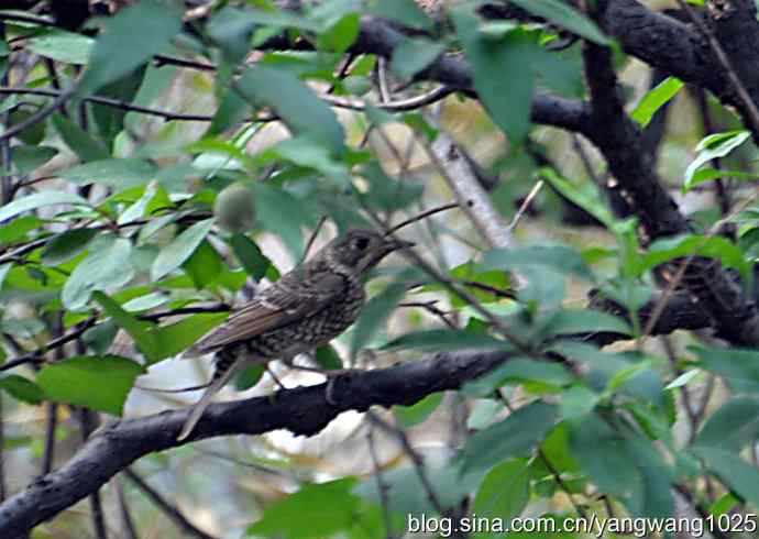 白喉矶鸫（记录版）