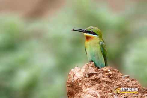 盛夏天拍鈥溊鹾矸浠⑩