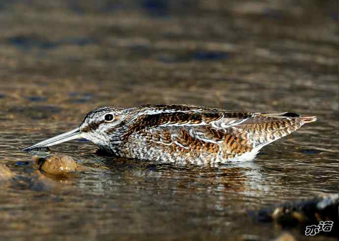 白河峡谷 wbr路 wbr孤沙锥(沐浴梳羽版) 白河峡谷 wbr路 wbr孤沙锥(沐浴梳羽版)
