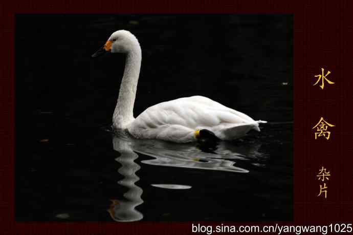 北京动物园的鸟类——水禽（杂片）