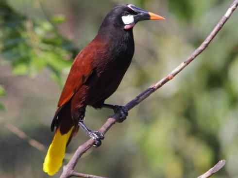 奇特的盔：拟椋鸟