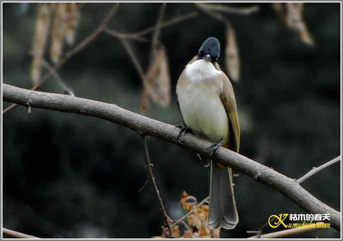 巧遇鈥溁仆勿氢潯菊掌