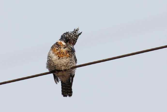 【电线版】冠鱼狗