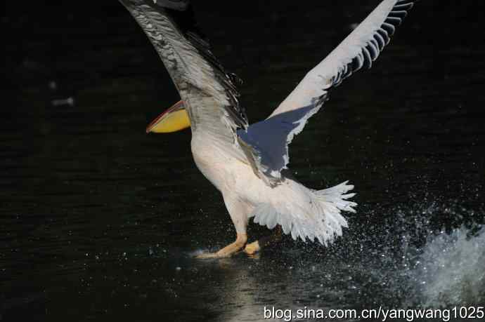 再拍大鹈鹕 wbr9