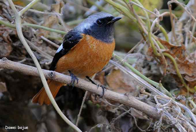 翩然红翅和十渡的那些鸟