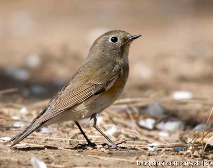 擦枪第二天(组图)