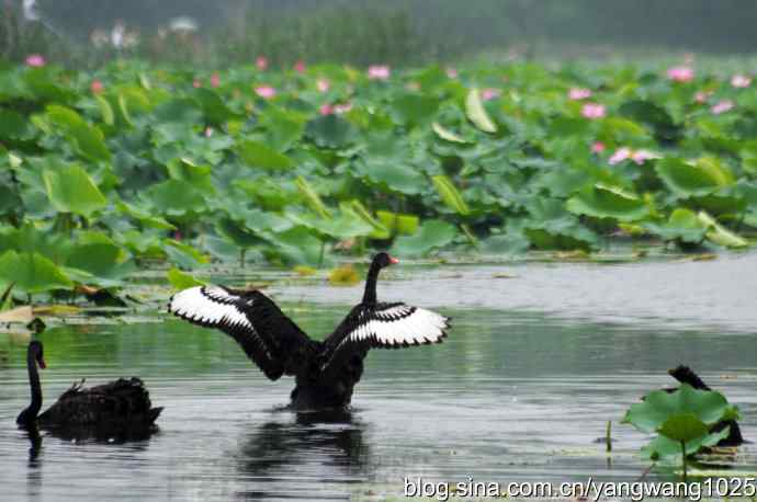 欢乐的亲兄弟（记圆明园的三只小黑天鹅）