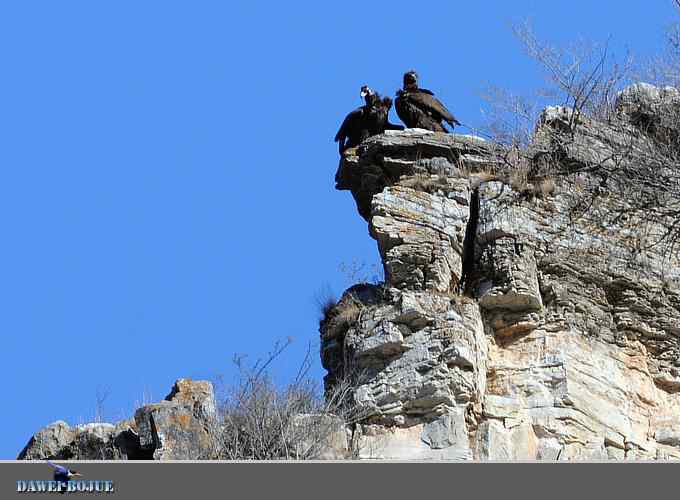十渡秃鹫 wbr兀立山巅