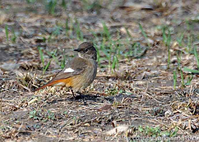 第一场春雨之后 wbr3