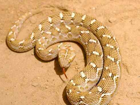 龙：传说的兽原型探秘（蝰蛇类）