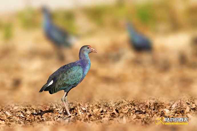 悠闲的鈥溩纤︹