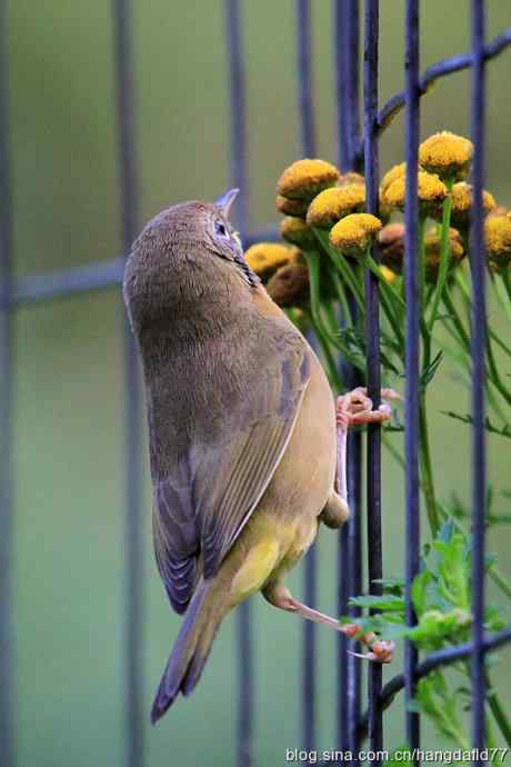 普通黄喉地莺路雌鸟