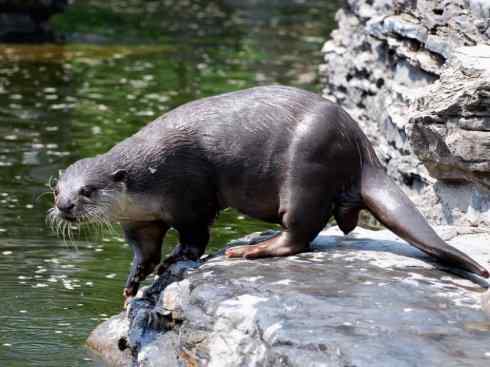 美人鱼：传说的兽原型探秘（海牛）