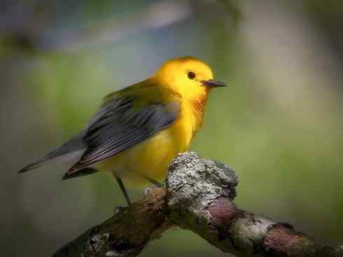 美丽无罪：雀鸟之地莺