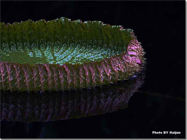 圆明园观赏亚马逊王莲