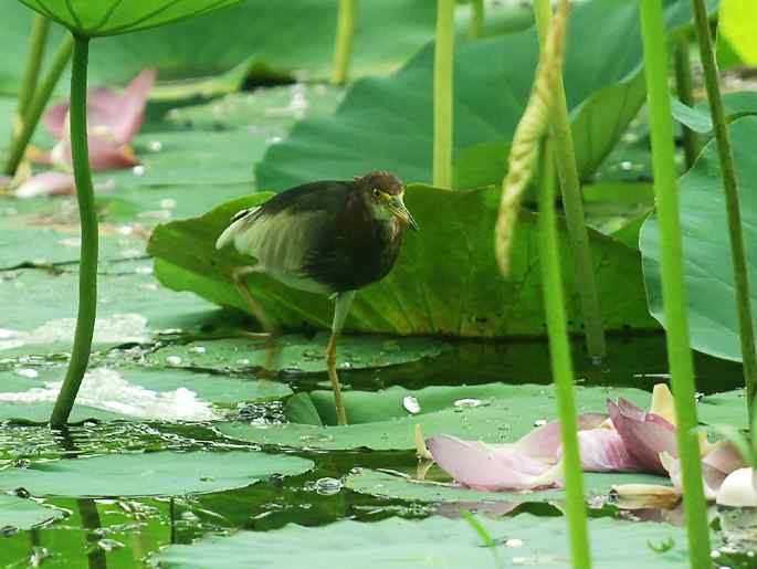 圆明园&nbsp;wbr路&nbsp;wbr荷塘深处觅食的池鹭
