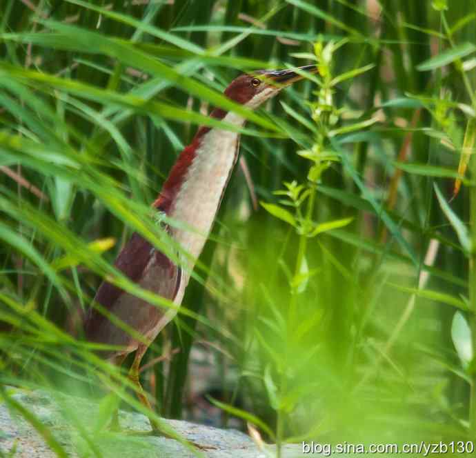 紫背苇鳽(组图,3张图片) 紫背苇鳽(组图,3张图片)