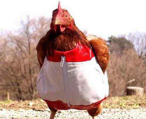 吉祥三宝：猴子、鸡和鸭