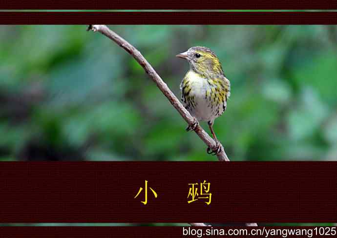 红胁绣眼、小鹀