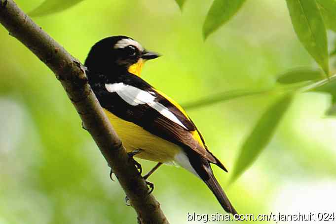 拍白眉姬鹟(植物园)