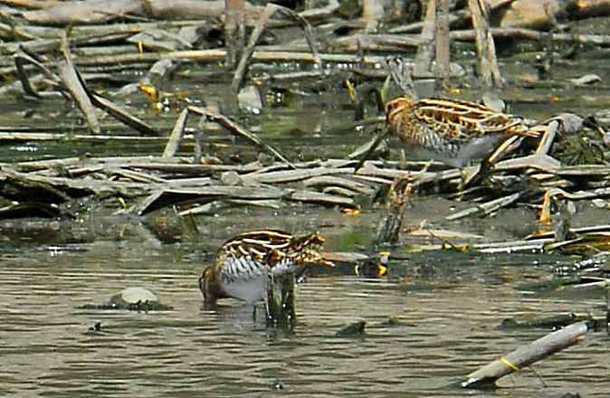结伴打鸟(沙河水库)