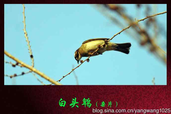 白头鹎（杂片）