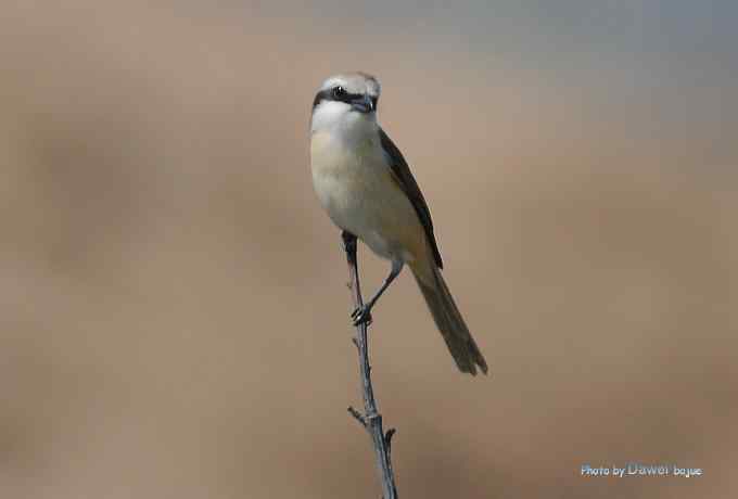 一组林鸟：蓝歌鸲有点乖