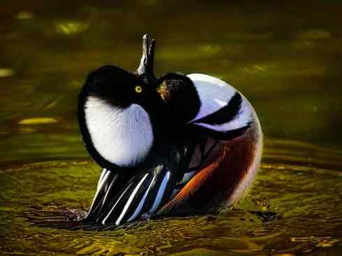 欣赏：美丽的秋沙鸭