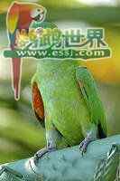 鹦鹉大全—— 白眼鹦哥