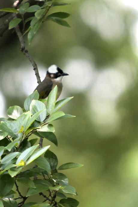 摄鸟拾趣（一） wbr白头鹎2012.06