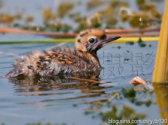 这世界，我来了！任凭风暴漩涡鈥︹Γㄗ橥迹25张图片）