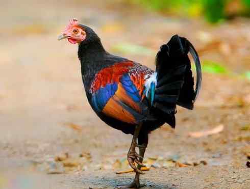 凤凰：传说的鸟原型探秘（原鸡）