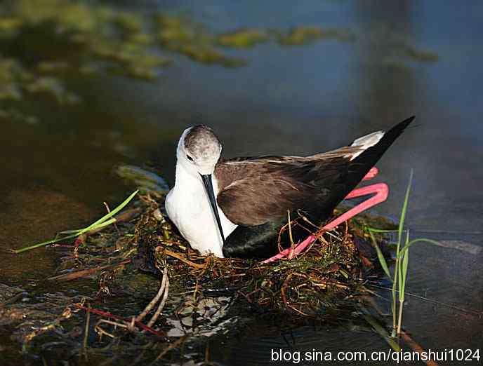 美丽优雅黑翅长脚鹬,就要当爸爸妈妈了
