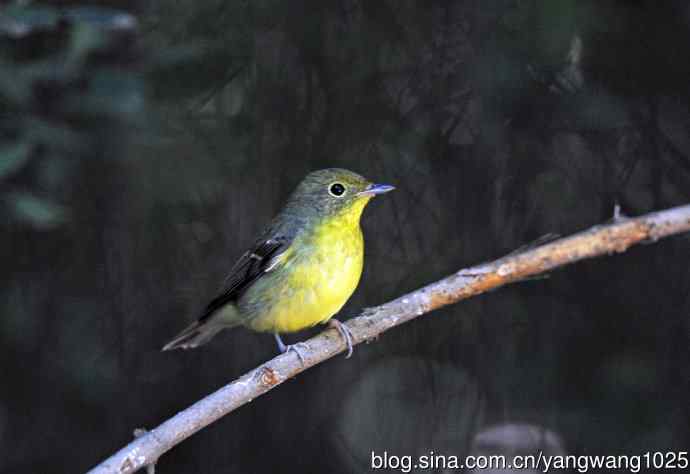 雌性绿背姬鶲（7）