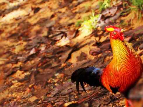 凤凰：传说的鸟原型探秘（原鸡）