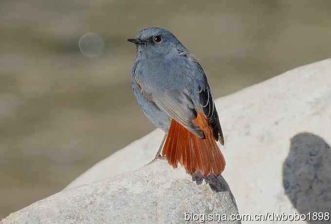 红尾水鸲和十渡众小鸟