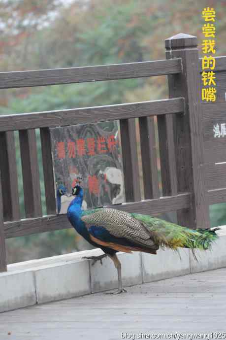 北京动物园的鸟类——照镜子