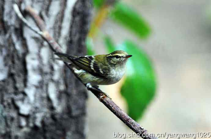 黄眉柳莺（15）