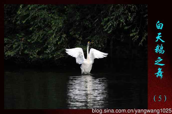 白天鹅之舞（5）