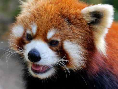 动物世界：山寨还是原创？