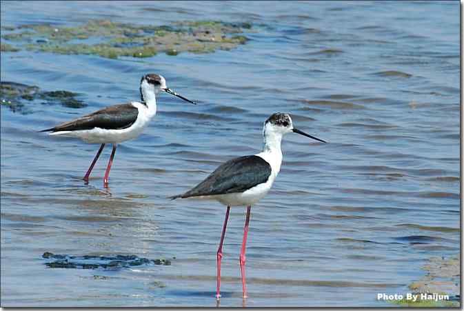  点击图片或使用键盘← →翻页