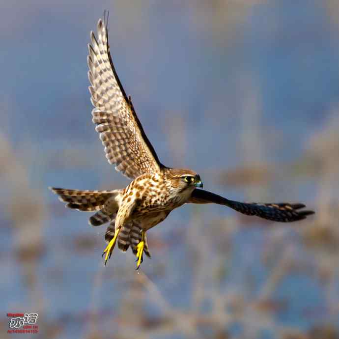 官厅水库 wbr路 wbr灵动的灰背隼 官厅水库 wbr路 wbr灵动的灰背隼
