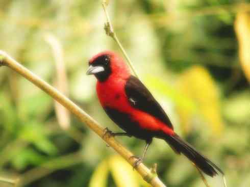 十大鸟类建筑师之二（织布鸟、维达雀）