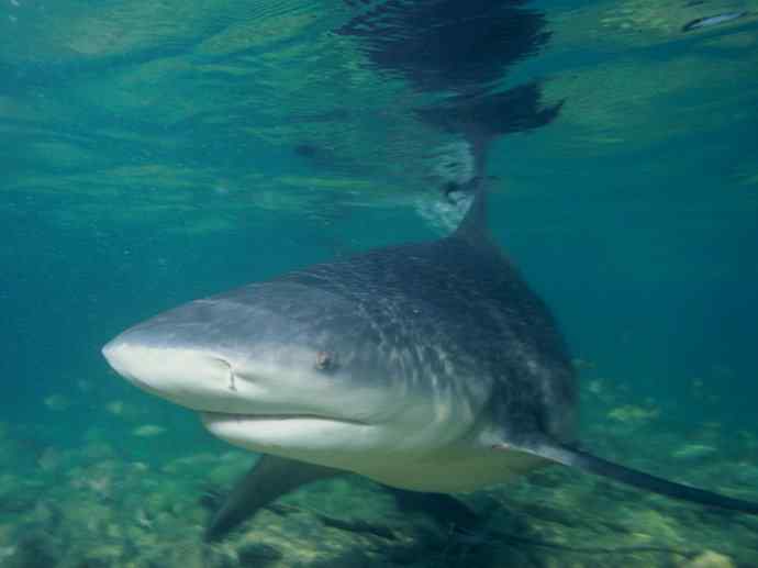 鱼类活化石：皱鳃鲨
