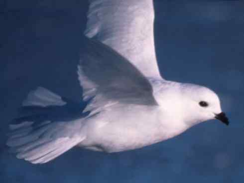 奇特的盔：雪海燕